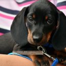 닥스훈트(DACHS HUND) 이미지