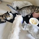 (주)마코펫 이미지