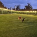 대박놀개 | 화성애견운동장 [대박펫살롱대박놀개] 다녀온 후기