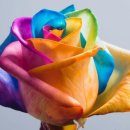 장미의거리3 이미지