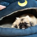 26/09/10 페키니즈 ‘별이’의 일상 - 소확행 [小確幸] 이미지