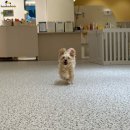 hododog(호도독) | 연수구 뉴 애견카페 ‘호도독Hododog’