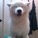 웃는강아지 이미지