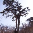 태백산 정상에서 눈물겨운 유부초밥을 먹다^^* 이미지