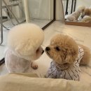 몽애견 | 만덕 애견미용 아몽아몽 부산 비숑 하이바컷 대만족 후기