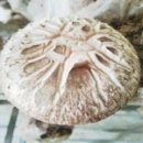 김포표고버섯농장 이미지