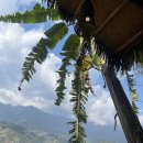 굿모닝카서비스 | 3일차 | 판시판 👲🏻 | 선플라자 | 에코팜 조식 | 호라이즌호텔 | 굿모닝베트남 🥥 | 사파호수 | 반미911