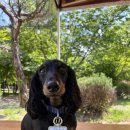 개구쟁이 애견 이미지