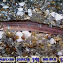 어류도감 이미지