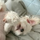 루루 반려견 이미지