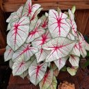 덕구세탁소 이미지