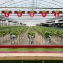 풀잎농장 | 남양주 데이트 추천 | 더드림 딸기체험농장 🍓 1농장 2농장 비교 &amp; 꿀팁까지!