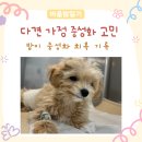 신당좋아요동물병원 | 다견 가정 암컷 중성화 | 동탄데이즈동물병원에서 수술후기