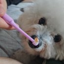 멍이랑 | 다멍이의 올댕티스 치약 후기 / 고구마