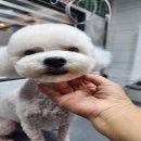 어서와 댕댕아 이미지