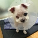 동물보육원 김포지부 이미지