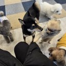 와글와글댕댕 이미지