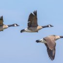 ＜만약 이기는 선거를 이번에 할 생각을 조금이라도 한다면, “기러기 전법”을 구사할 것을 부족한 정동희가 제안합니다.＞Ⅲ “3자회동” 이미지
