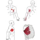 전거근(앞톱니근)Serratus Anterior| 이미지