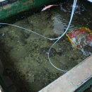 청어회...그리고 활새우탕... 이미지