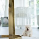 바닐라 퍼피 이미지