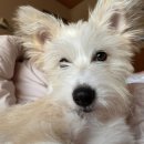 박순구 | [❤️입양후기❤️] 1560. 순구🐶