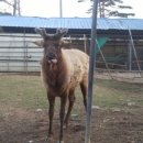 무학사슴농장 이미지