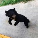 호랑이와 반달곰 이미지