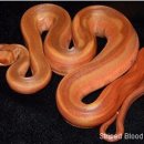 보아뱀 [Boa Constrictor] 사육정보 이미지