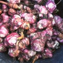 돼지감자<뚱딴지 : Jerusalem artichoke> 이미지
