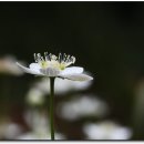 평창들꽃 이미지