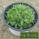 수다육