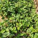 숲속향기생태어린이집 이미지