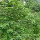 헛개나무 효능에 대한 임상기록 이미지