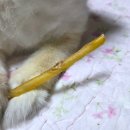 요미네 수제간식 | 강아지건조간식 추천 더주스 무첨가 강아지수제간식 기호성 대박