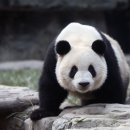 판다(PANDA)통신 이미지