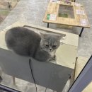 개와고양이 반려동물원 이미지