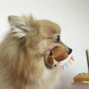 강아지 꼬야 이미지