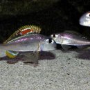 레어리스트 이미지