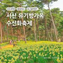 서산 유기방가옥 수선화 축제 2025 4월 꽃축제 (개화 실시간, 주차)
