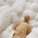 몽글몽글 펫 이미지