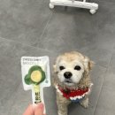 강아지고양이편의점하계점