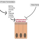 Re: 장내 미생물 변동 요인 '대변통과시간, 대변 수분, pH) 2024년 nature review 이미지