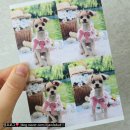 목동힐스테이트(아) 경로당 | 목동애견미용 || 신정동 편안한댕 : 댕댕이 스트레스 최소화, 맞춤 스타일링, 섬세한 미용