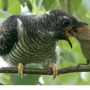 뻐꾸기PC 이미지