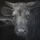 제주 흑우 이미지