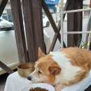 세븐일레븐 울산덕신센터점 | 세븐일레븐 울산성안점에서 구매한 다이어트 요거트 후기