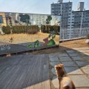 독핏 - 강남구 삼성로133길 7 | 강아지 어질리티 독핏 그룹클래스 후기 뒷발강화