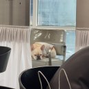 친절한애견미용실 | [경기/의정부] 하넬헤어 여자 허쉬펌 후기ㅣ헤어컨설팅, 애견동반 가능한 미용실