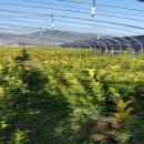 무지개농장 2 이미지